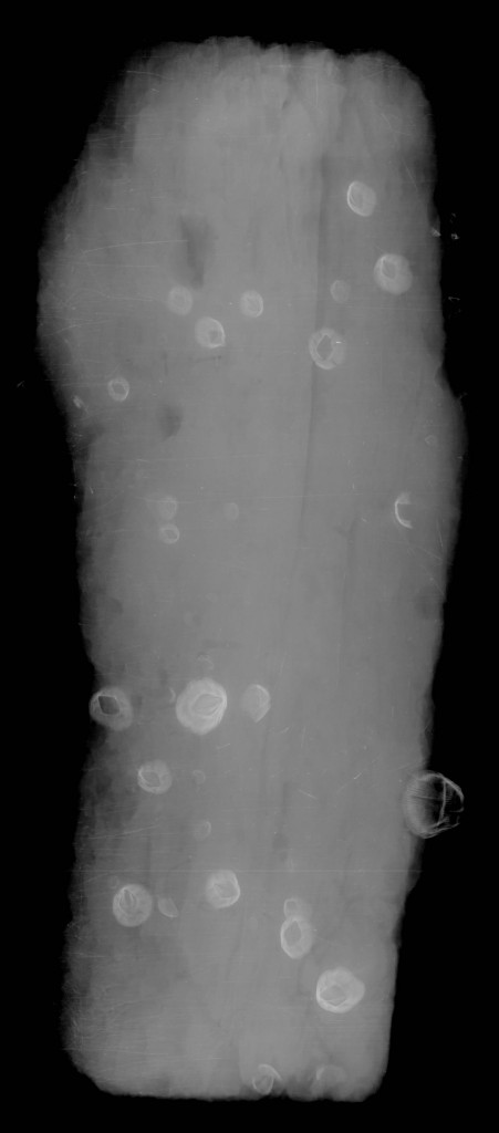 Røntgenfotografi af en prøve i dårlig bevaringstilstand med et lavt indhold af bevaret cellulose. De runde cirkler er rurer på overfladen, ellers kan der ikke ses nogle gange fra pæleorm