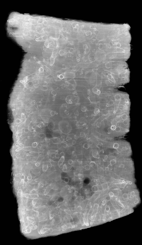 Røntgenfotografi af en velbevaret prøve hvor prøven er fyldt med gange fra pæleorme. De mindre rundecirkler i enden af gangene er pæleormens skal, som den bruger til at bore med.  